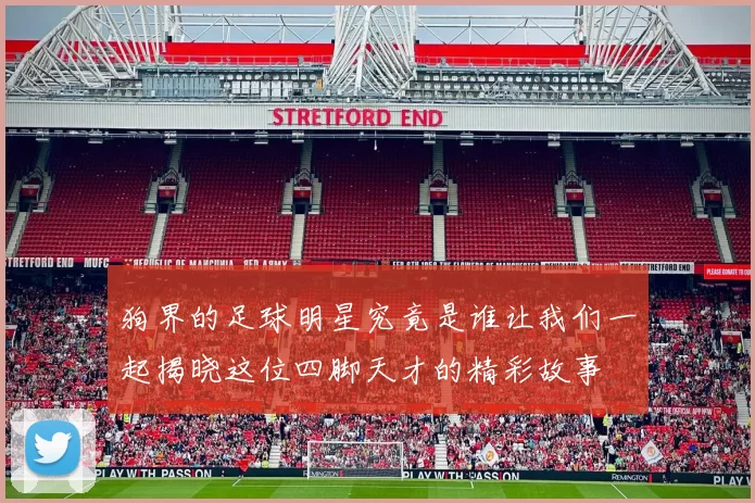 狗界的足球明星究竟是谁让我们一起揭晓这位四脚天才的精彩故事